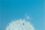 Dandelion fluff