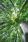 Beech forest in Niigata Prefecture