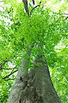 Japanese beech