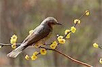 Bulbul à oreillons bruns sur branche Spicebush japonais