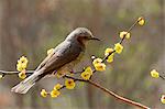 Brown-eared Bulbul on Japanese Spicebush branch