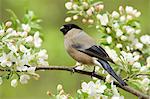 Bullfinch on a branch