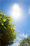 Clethra leaves in the sun