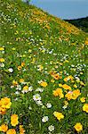 Sulfur Cosmos and daisies meadow
