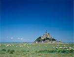 Schafe und Mont St. Michel