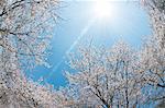 Cherry tree and blue sky