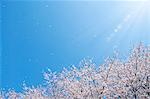 Cherry tree and blue sky