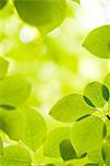 Close up of green leaves