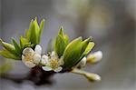 Plum flowers