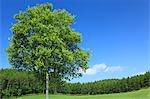 Ländliche Landschaft mit einem Baum, Hokkaido