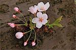 Cherry blossoms coming out from a stem