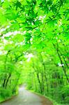 Feuilles vertes, chemin maple Towada au bord du lac, la préfecture d'Aomori