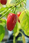 Red Chili Pepper on the Plant