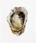 Oyster in Half Shell on White Background