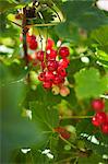 Rote Johannisbeeren auf einem Busch