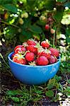 A bowl of freshly picked strawberries