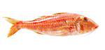 A fresh red mullet