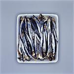 Sardines fraîches