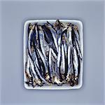 Fresh sardines