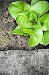 A lettuce in a flower bed (seen from above)