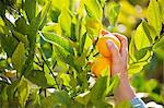 Meyer Lemons Being Picked From a Tree