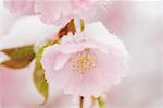 Snow-capped cherry blossom