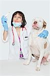 Female veterinarian checking temperature of dog over gray background