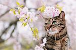 Chat et fleurs de cerisier