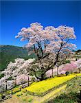 Colza et cerisiers en fleurs, Niyodogawa, préfecture de Kochi, Japon