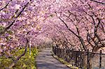 Tunnel Of Cherry Blossoms, Kawazu, Shizuoka Prefecture, Japan