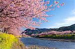 Kawazu Cherry Tree en pleine floraison et Kawazugawa