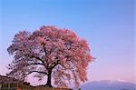 Cherry Blossoms And Yatsugatake Mountains, Yamanashi Prefecture, Japan