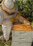 Apiculteur enlevant cadre de ruche