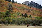 Texas Longhorns pâturage, Colorado, USA