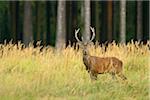 Red Deer, Saxony, Germany