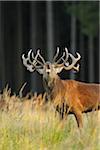 Red Deer au cours de la saison, Saxe (Allemagne), des ornières