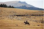 Moutons, élevage, Wyoming, USA