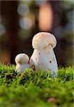 Boletes in moss in forest