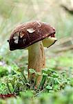 Bolete in moss in forest