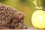 hedgehog with apple in  the garden