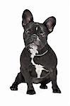 French Bulldog sitting in front of a white background