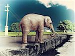 Elephant sur le concept de route fissurée (photo et dessin à main éléments combinés).