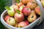 freshly harvested apples gathered in a wooden trug