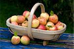 freshly harvested apples gathered in a wooden trug