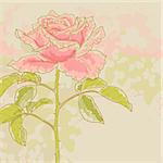 The contour drawing pink rose with leaves on toned background. Watercolor style. Can be used as background for invitation cards.