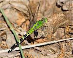 Eastern (Common) Pondhawk (Erythemis simplicicollis), perched on a small leaf on the ground next to a pond south of Junction (Kimble County), Texas