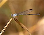 Male Powdered Dancer damselfly (Argia moesta), perched on a dying blade of native grass in a meadow near Austin (Travis County), Texas