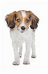 mixed breed puppy. Beagle and Dutch Kooiker hound mix.