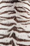 textured of real white bengal tiger fur