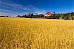 Field of golden wheat under blue sky